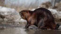 Beaver Marley