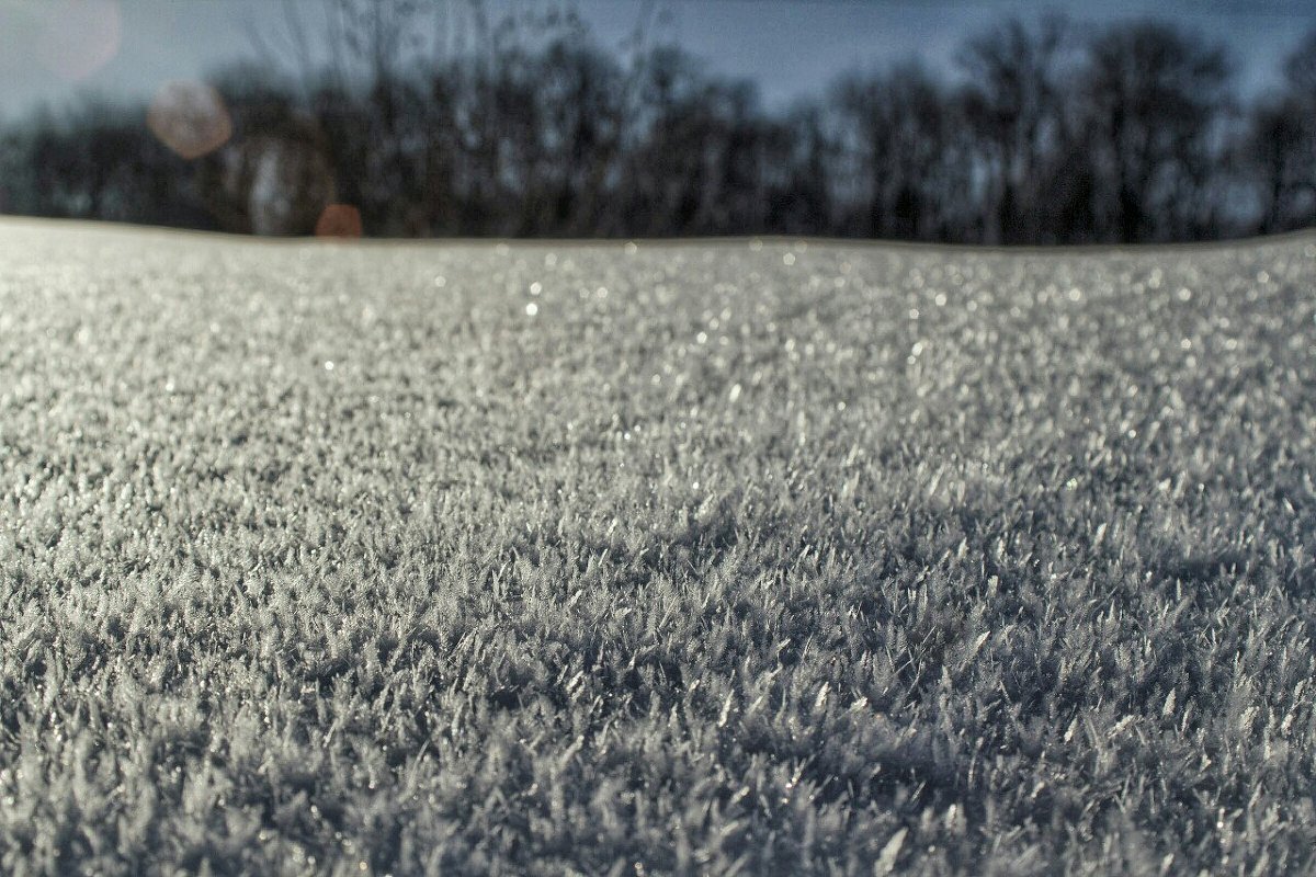 Снег-трава - Алексей Медведев
