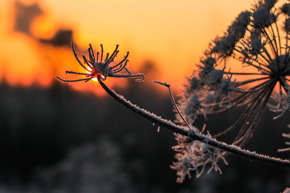 Зимняя колючка на закате - Светлана Печорина