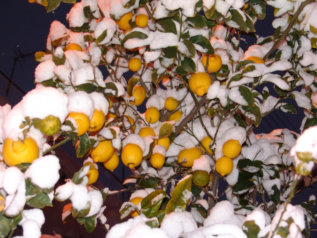 Лимоны под снегом. - Оля Богданович