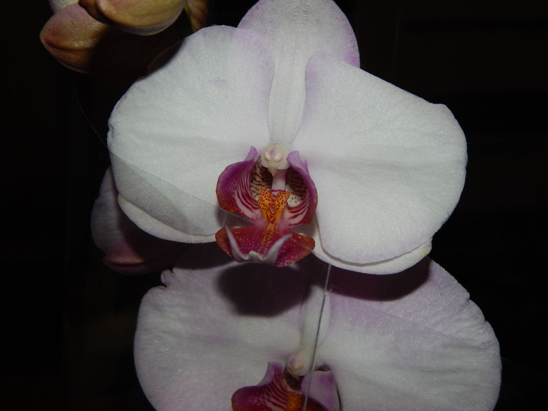 Орхидея - Лилия 