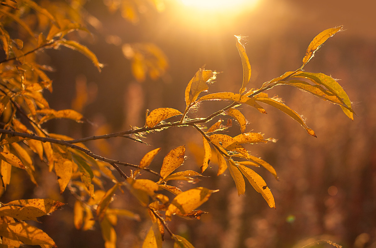 Осенняя Ветка Фото