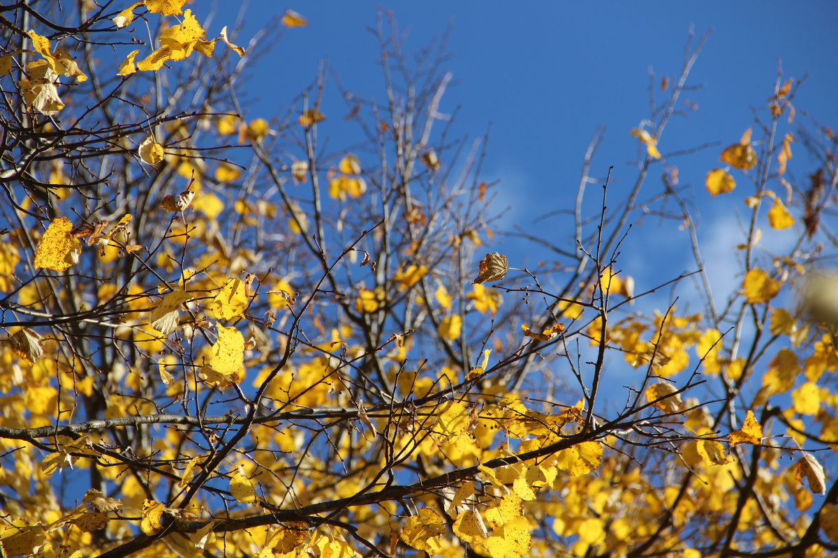 Желтые листья на фоне чистого осеннего неба - Ольга Вишневская