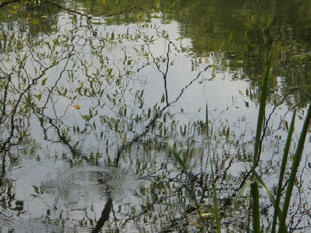 Отражение  листьев в пруду - Мария К