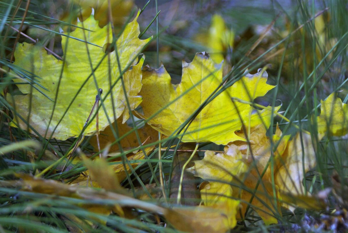 Осень, листья, иголки - Павел Вышер