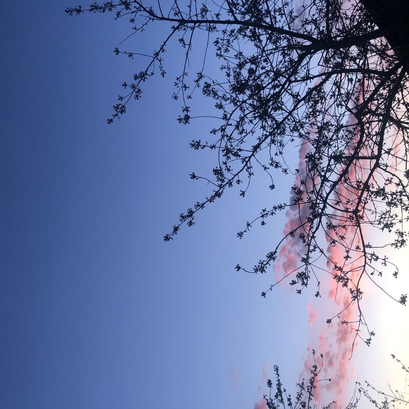 Расцветающая яблоня на закате - Ульяна Гончарова