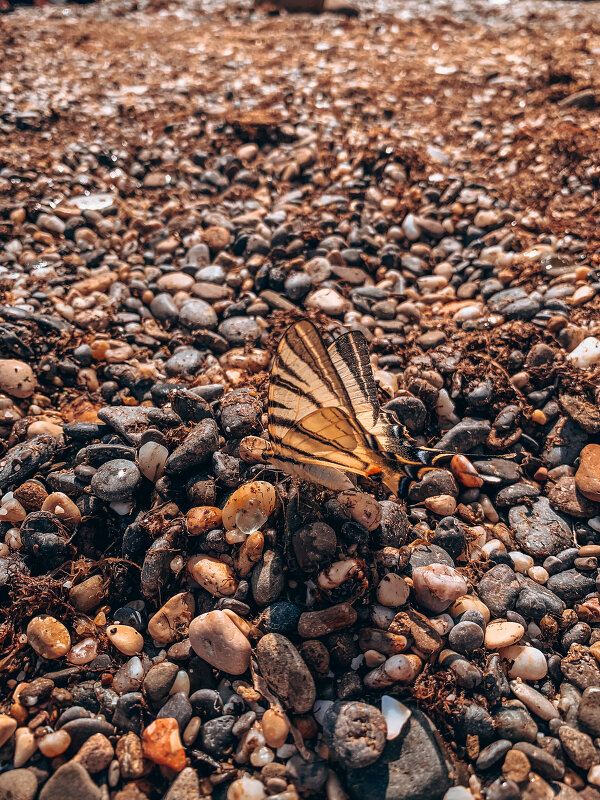 Морская бабочка  - Анна Рябова