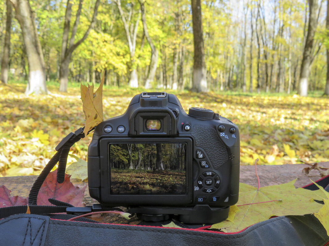 Photographing in the autumn park - Helga Fluey