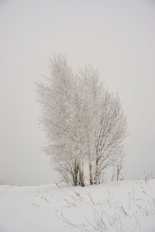 Природа под снегом - елена 