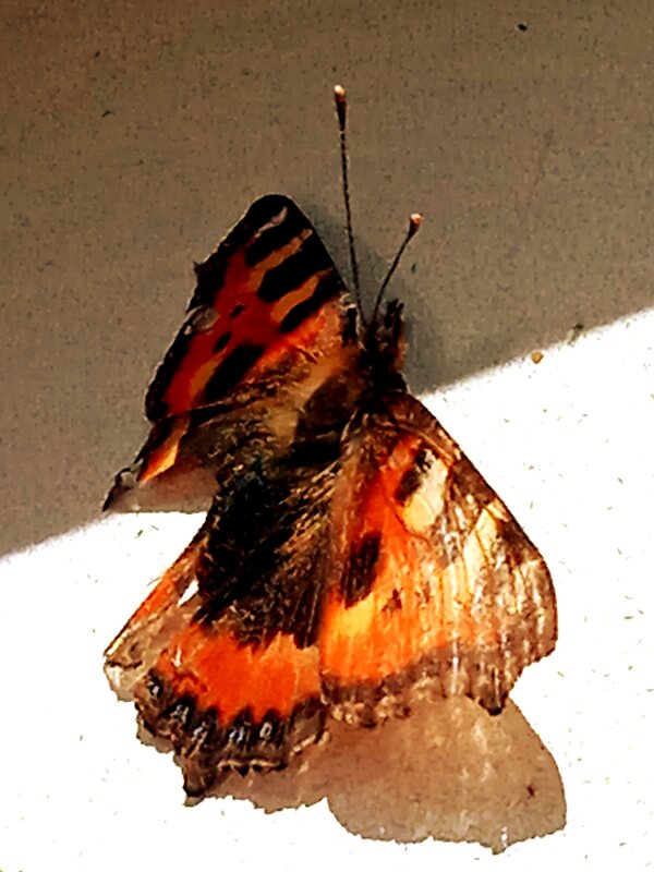 бабочка на окне - ольга хакимова