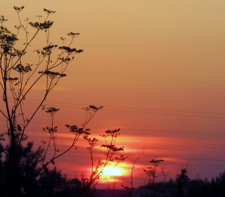 ..закат  солнца среди луговых трав.. - galalog galalog