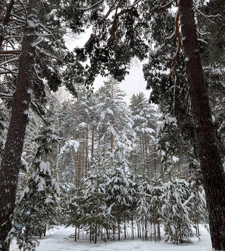 – Лягте, мягкие снега, на леса и на луга, тропы застелите... - Михаил Андреев