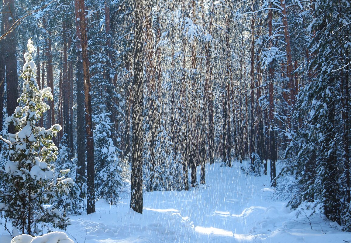 Зимний лес - Надежда Постникова
