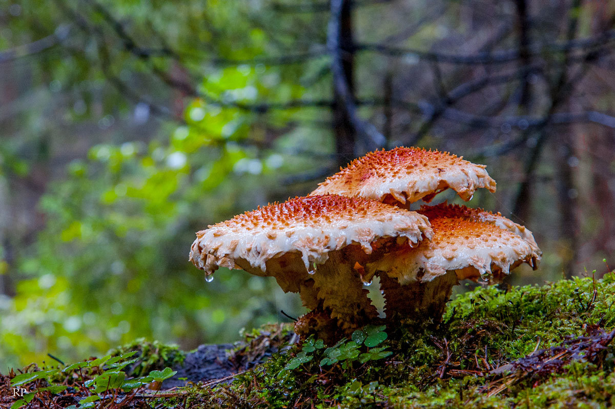 Чешу́йчатка, или фолио́та (лат. Pholiota) - Роман —-