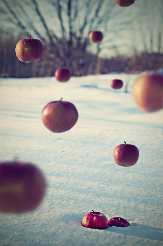 яблоки на снегу - Руслан Алимов