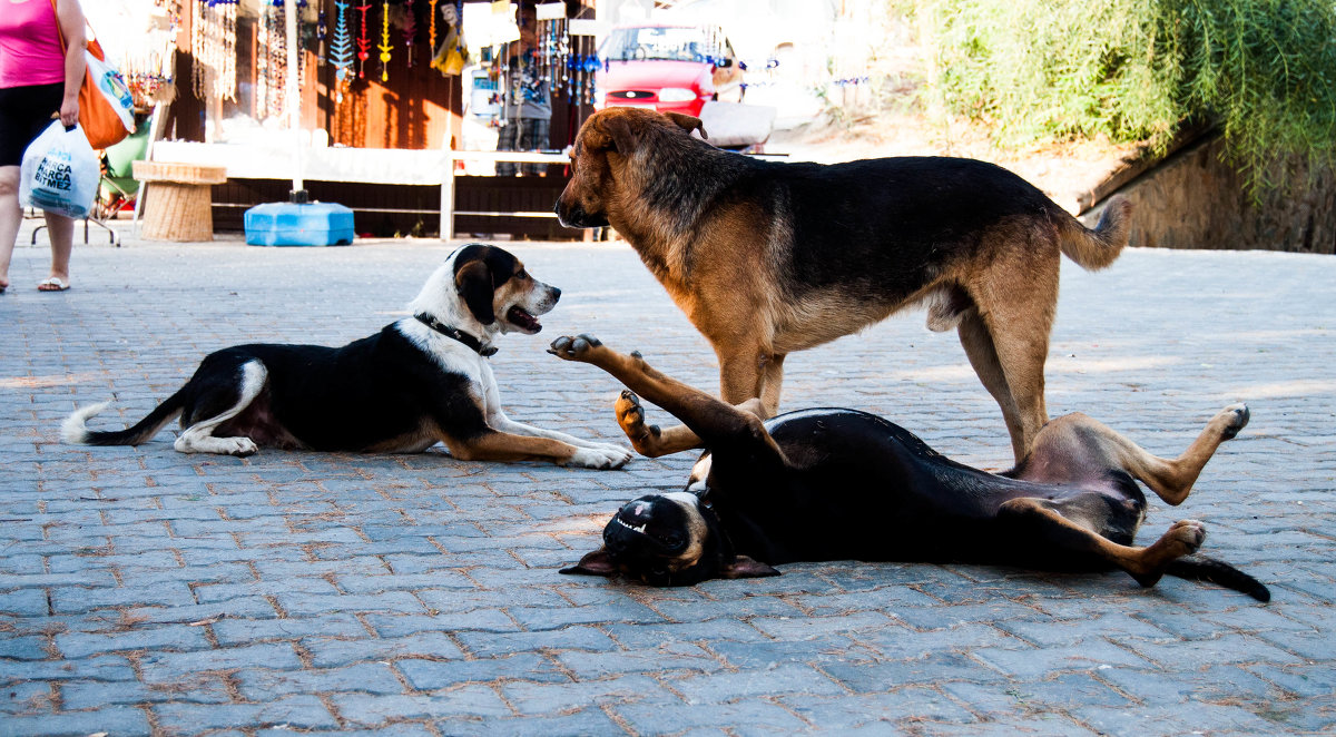 Bodrum dogs - Наташа Шахова