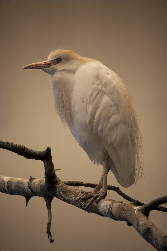 Cattle Egret (Bubulcus ibis)... - Мил@ *