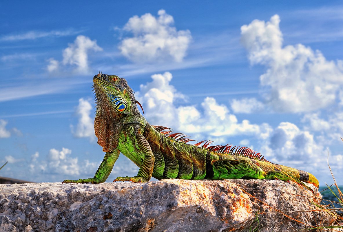 Dragon of Key West... - Roman Mordashev