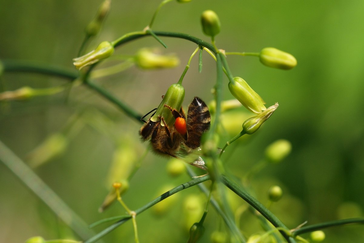 Пчёлка - Виталий 
