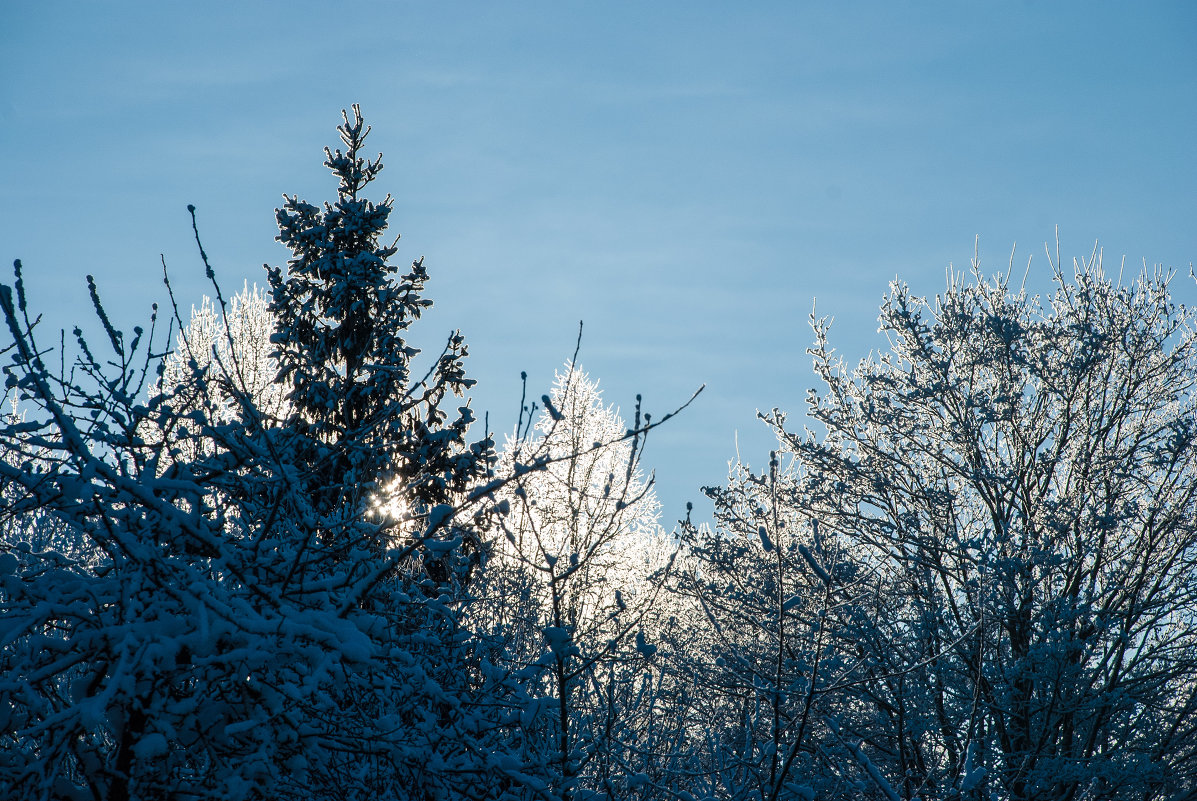 Winter Contre-jour - Mr Hennesy _