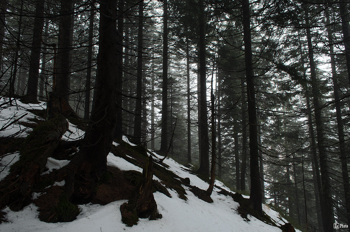 Туманный лес - Дмитрий 