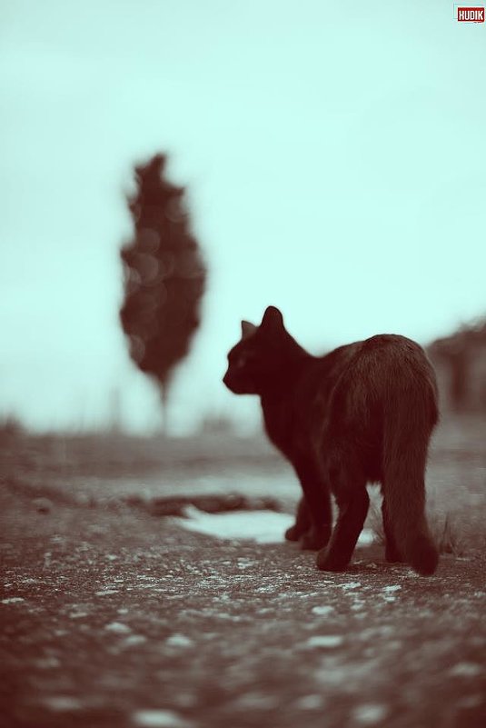 black cat - Xudik 