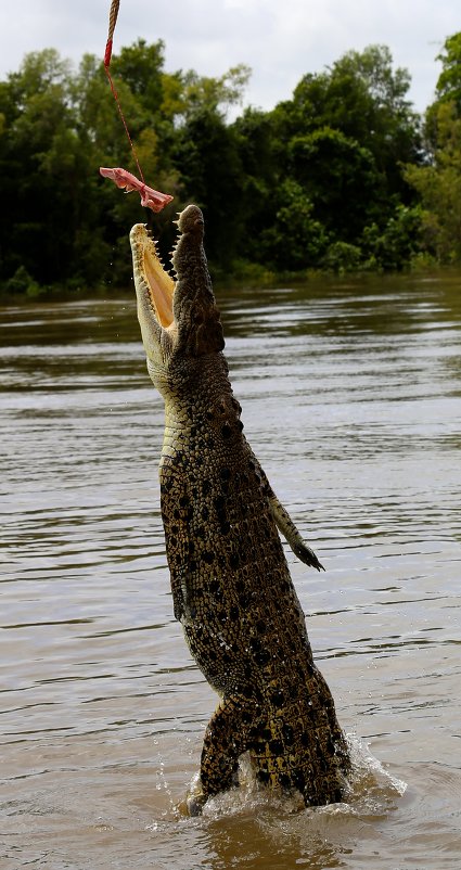 Jumping crocodile - Ирина Бастырева