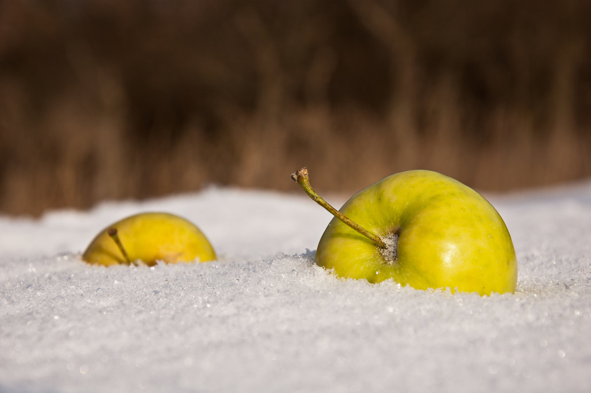 Зимние яблоки - Артем Шлычков