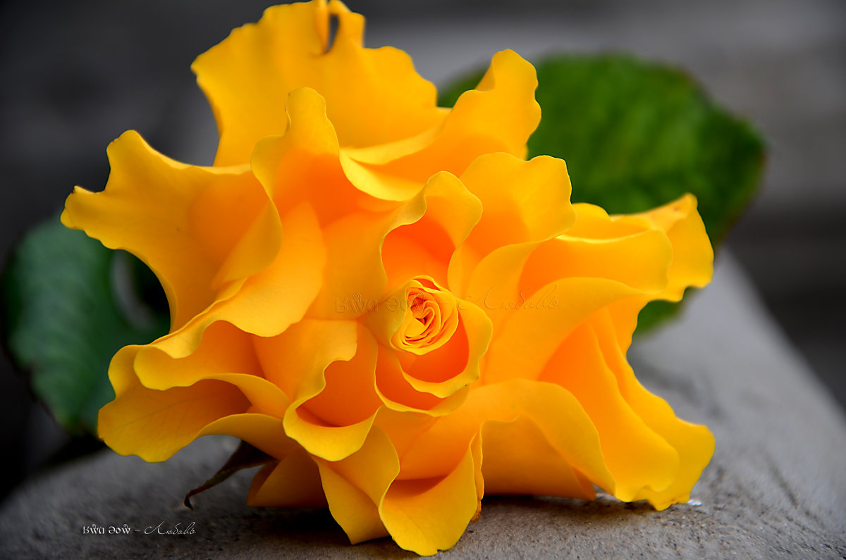 Царица желтых роз ... - ʁwи ǝоw - Любовь
