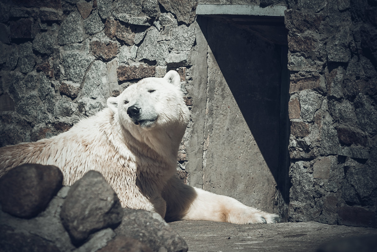 Белый медведь в зоопарке. - Сергей 
