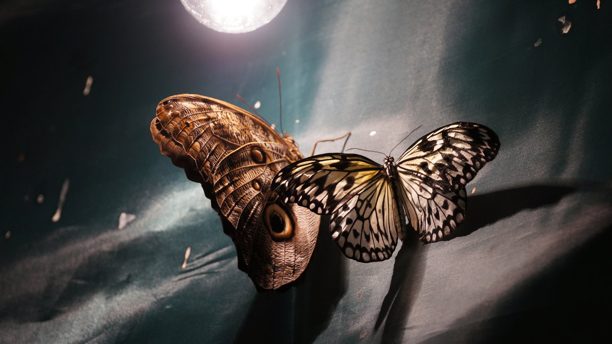 Бабочки - Николай Варсеев