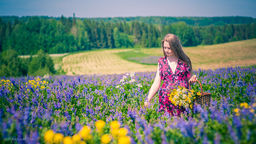 Полевые цветы - Екатерина Макарова  Фотографиня