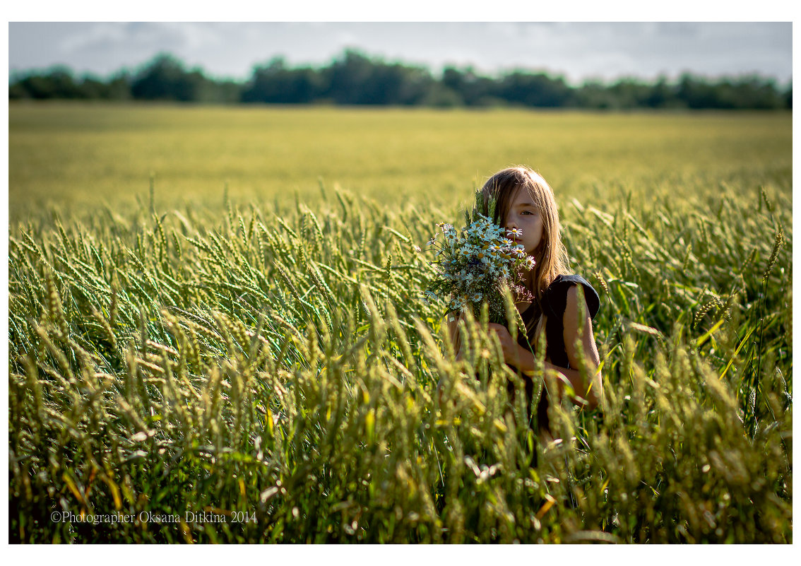 поле пшеницы - Oksana Ditkina
