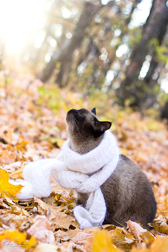 autumn cat - Helena Sidorova