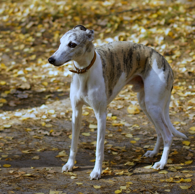 Осенний пес - Vladimir 
