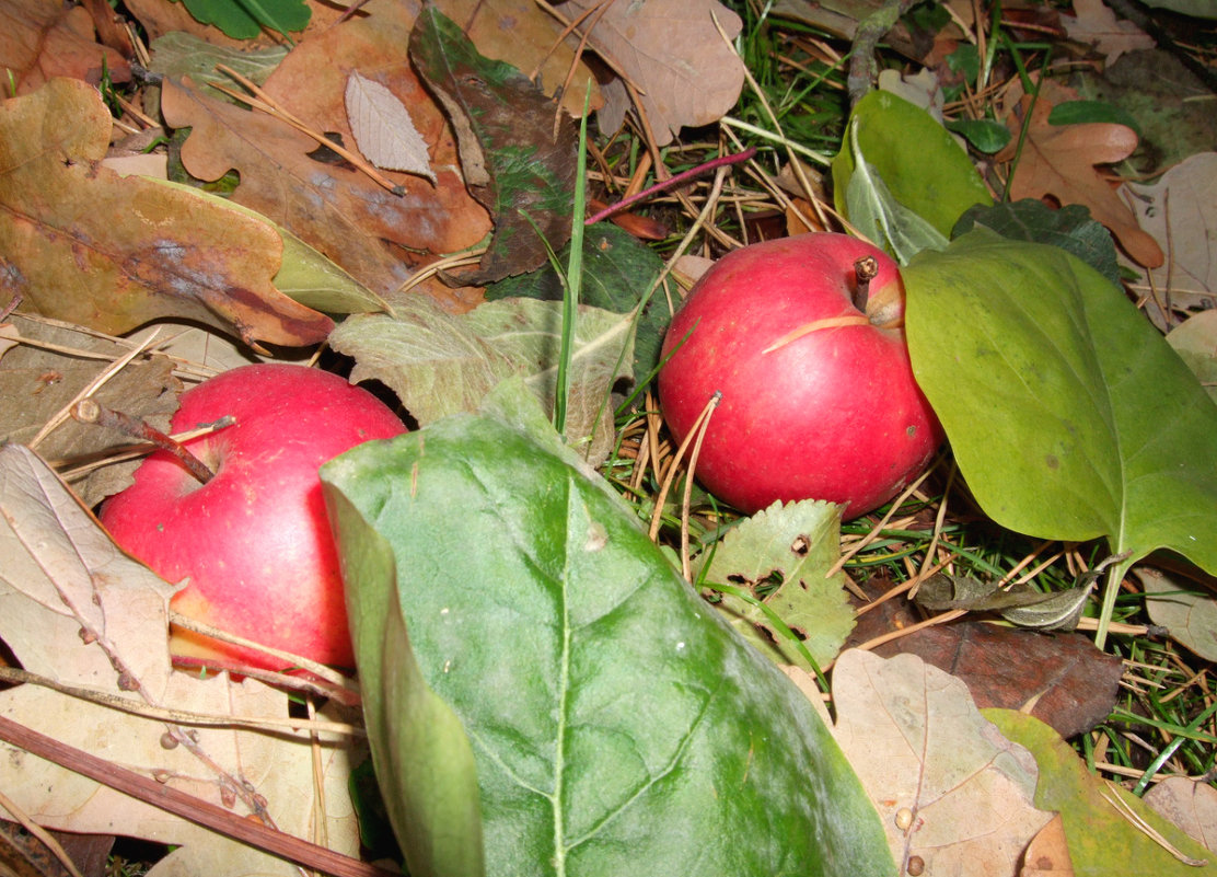 Яблоки на траве - Валентина 