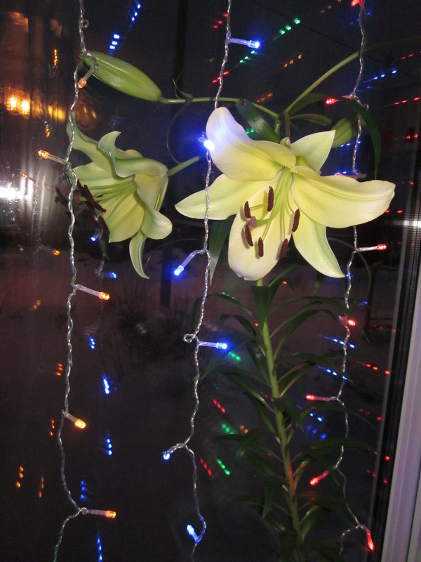 Новогоднее чудо- цветущая лилия на окне. - вера Верхозина