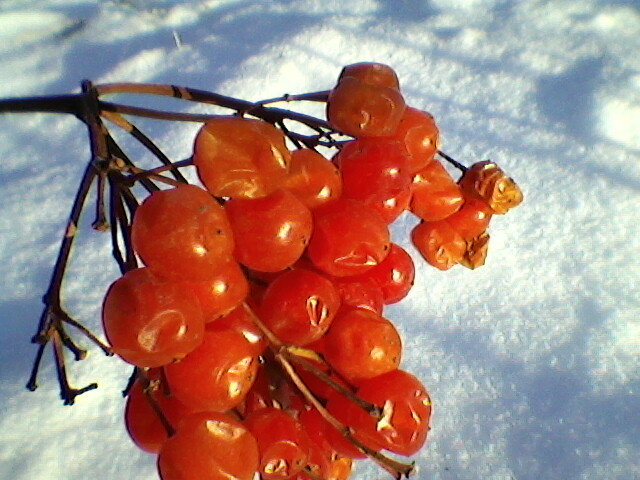Зимняя ягода - Миша Любчик