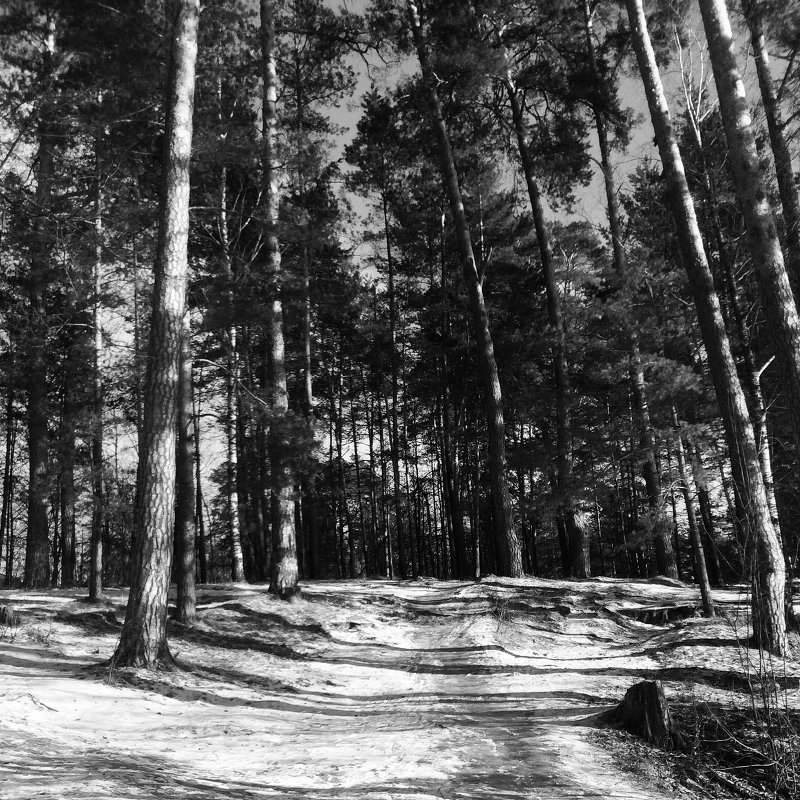 #pines #trees #forest #winter - Джастина Голополосова