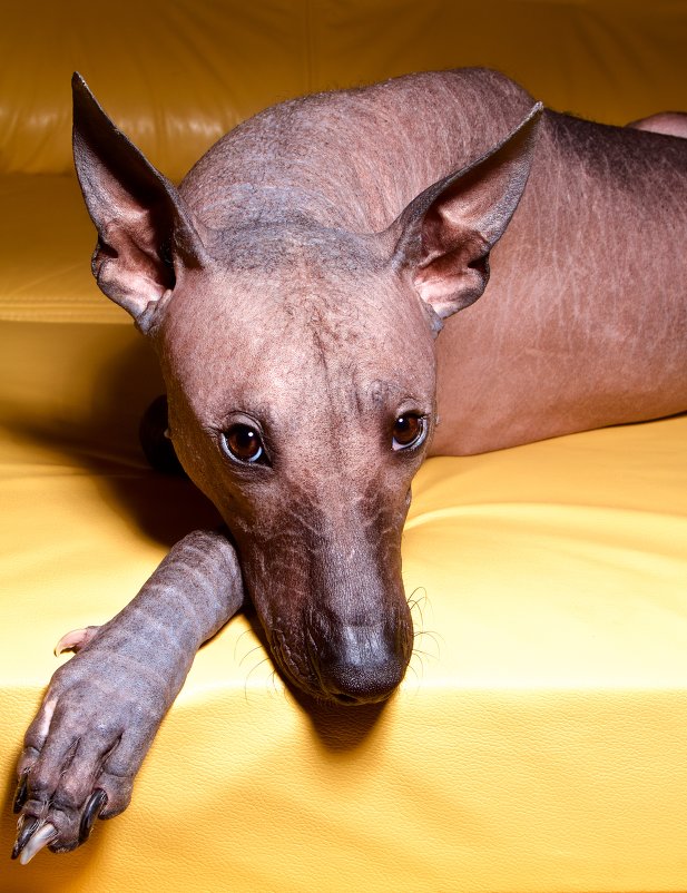 Портрет Ксолоитцкуинтли - голой Мексиканской собаки - Asja SS