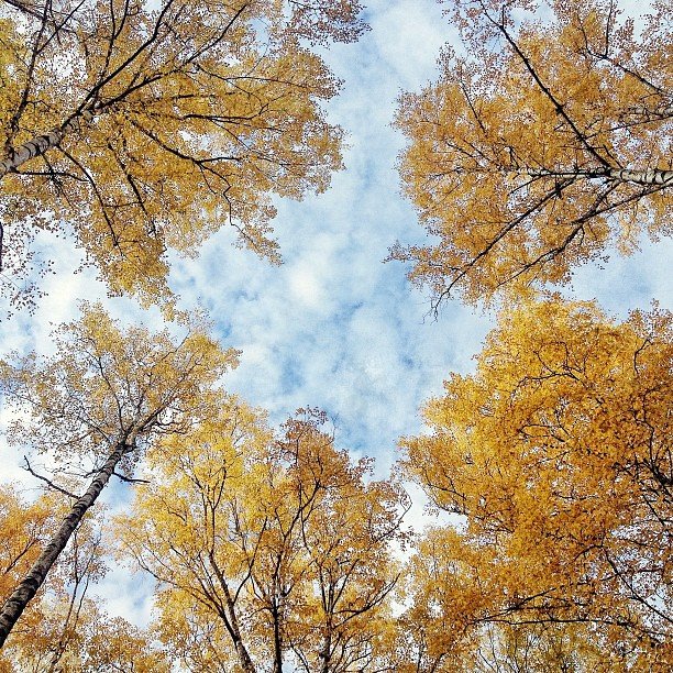 Осенний пейзаж - Dmitry Bondarenko 