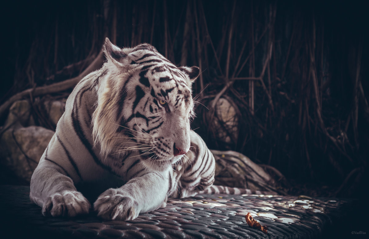 White tiger. - Илья В.