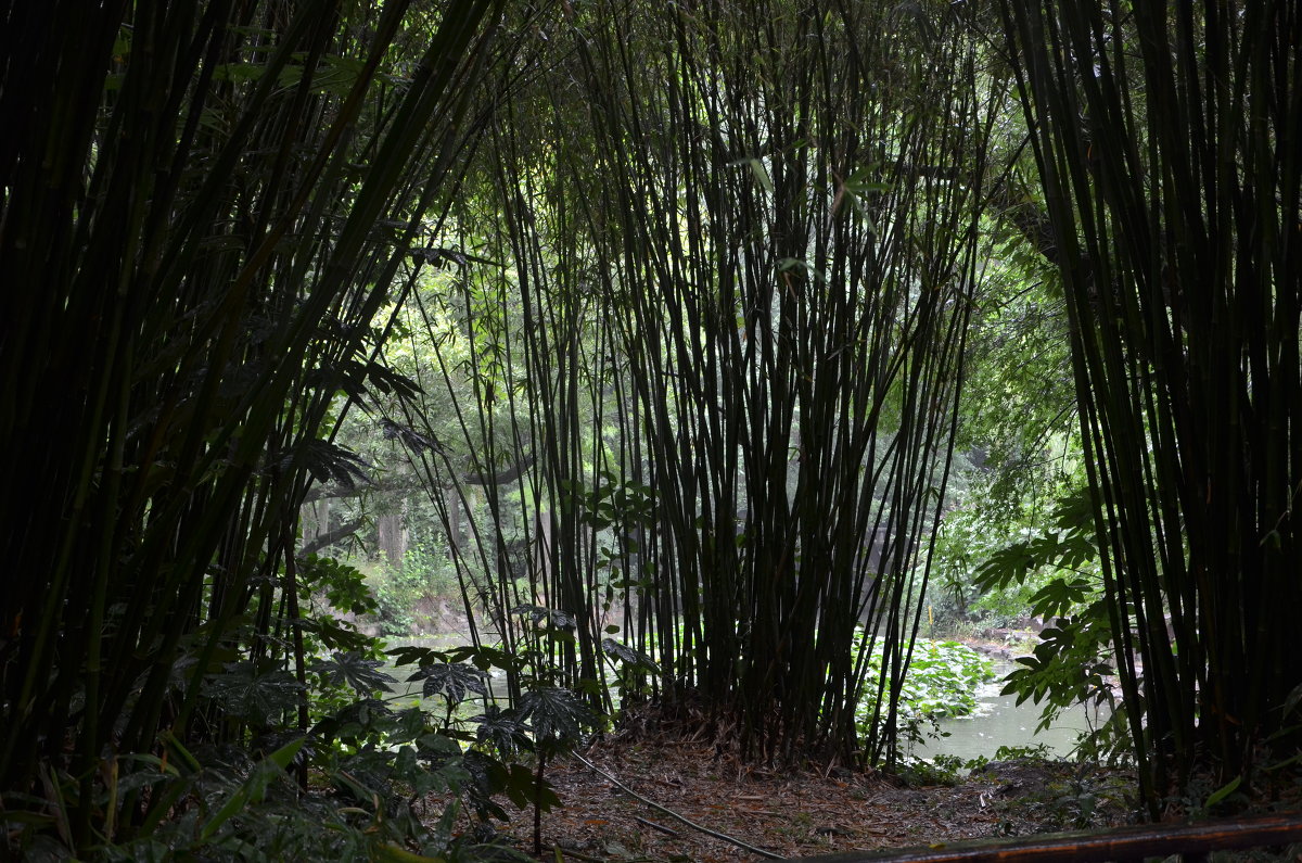 бамбуковы лес - julia 