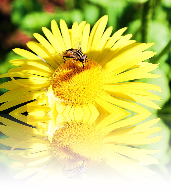 Пчелка на цветке - Алина Ross