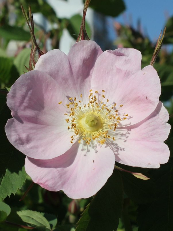 Цветок розового шиповника - Наталья Золотых-Сибирская
