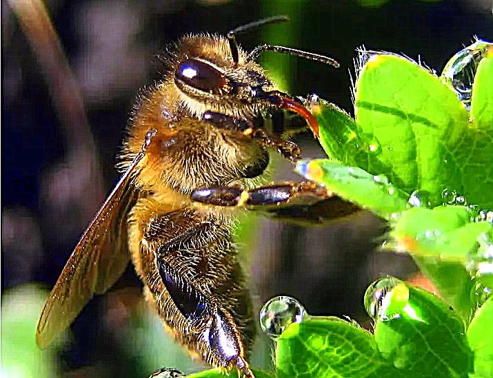 Пчёлка пьёт росу. - оля san-alondra