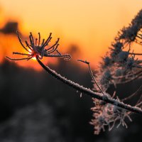 Зимняя колючка на закате :: Светлана Печорина