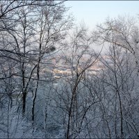 Деревья в зимнем наряде :: Viktoria Petrova