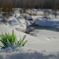 Запахло весной :: Анна S