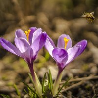 Полёт пчелы на подснежник :: Алексей Строганов